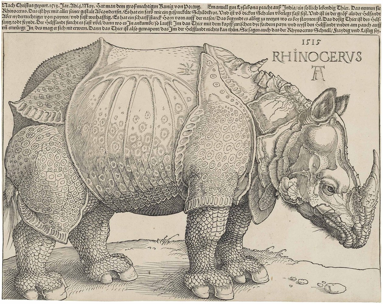 Latinaa:  Rhinocerus Sarvikuono. tekijältä Albrecht Dürer