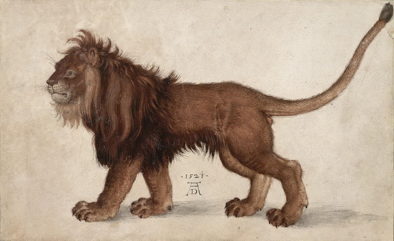 Leijona, 1521. tekijältä Albrecht Dürer