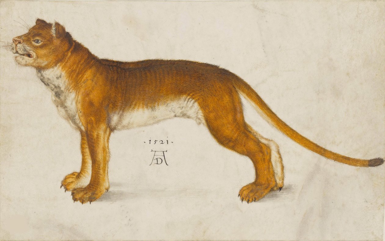 Leijona, 1521. tekijältä Albrecht Dürer