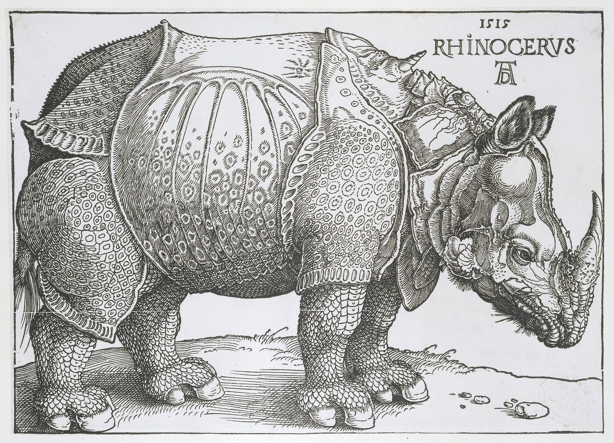 Neushoorn Rhinocerus (títol de l