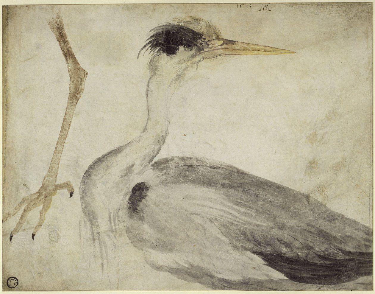 Harmaahaikara tekijältä Albrecht Dürer