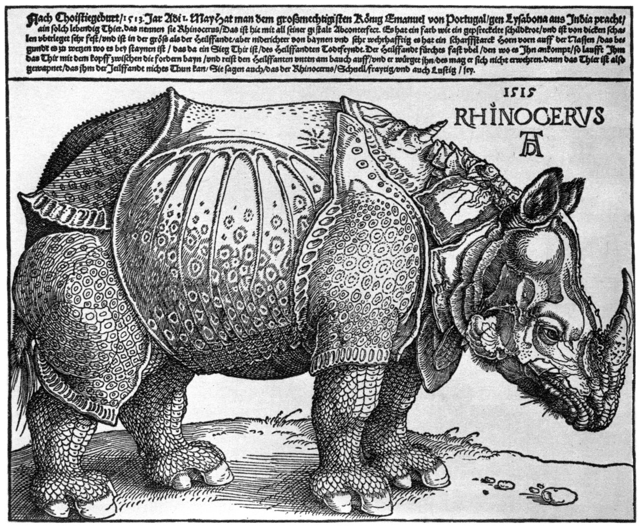 Sarvikuono, Lissabonin kuninkaan Maximilian I:lle antama printti, 1515, 1936 tekijältä Albrecht Dürer