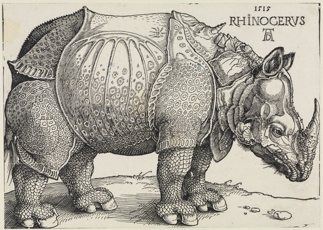 Sarvikuono tekijältä Albrecht Dürer
