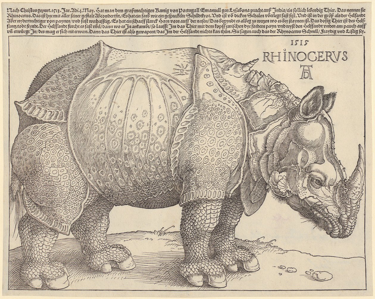 Sarvikuono tekijältä Albrecht Dürer