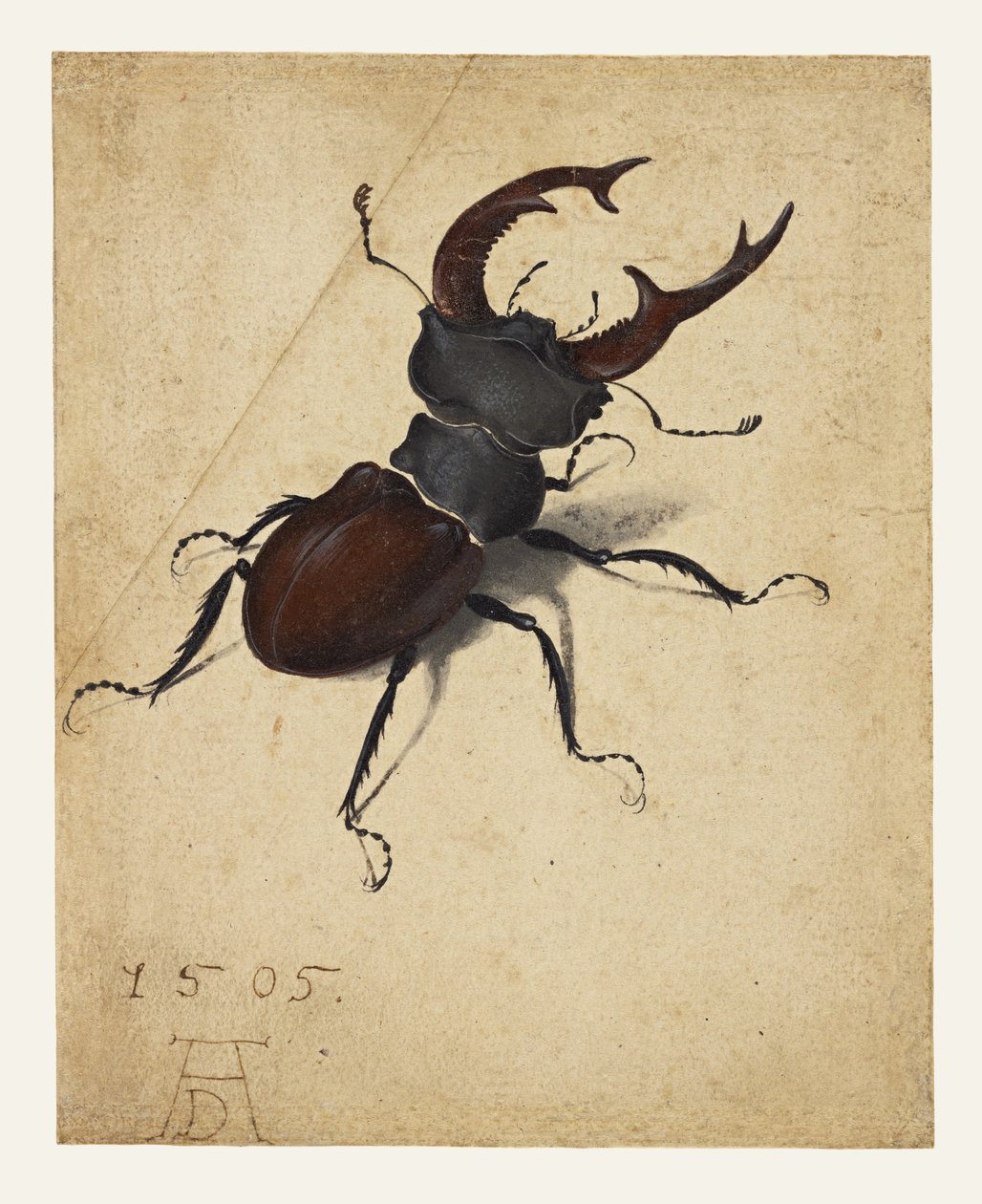 Tamminkainen tekijältä Albrecht Dürer