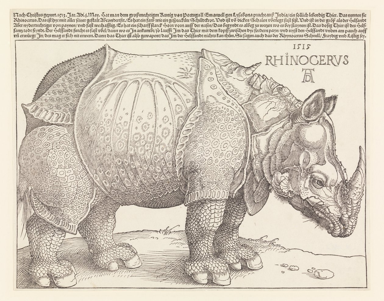 Sarvikuono tekijältä Albrecht Dürer