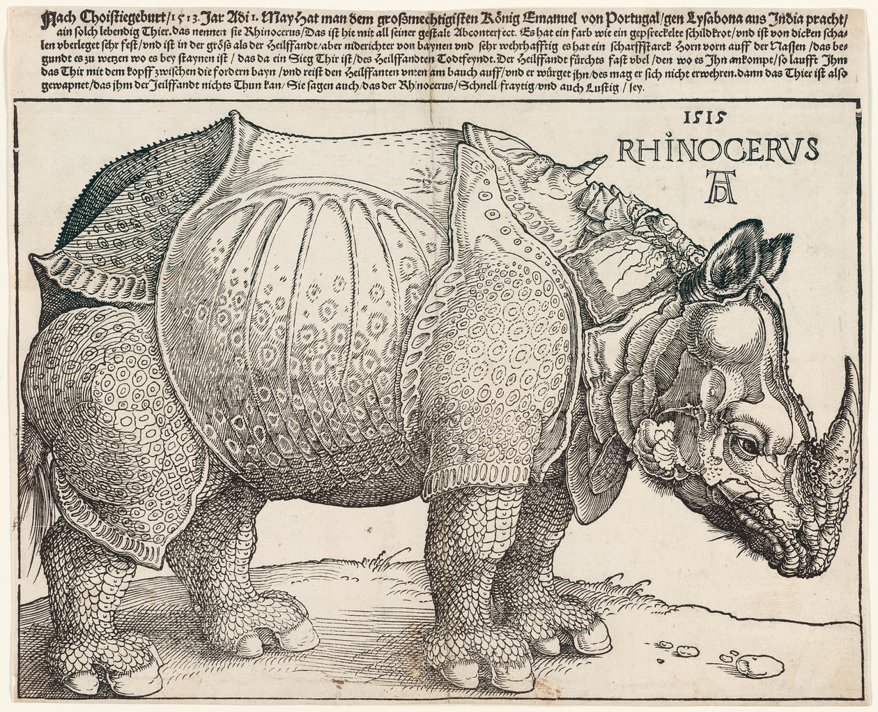 Sarvikuono tekijältä Albrecht Dürer