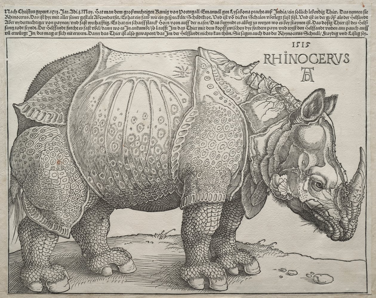 Sarvikuono tekijältä Albrecht Dürer