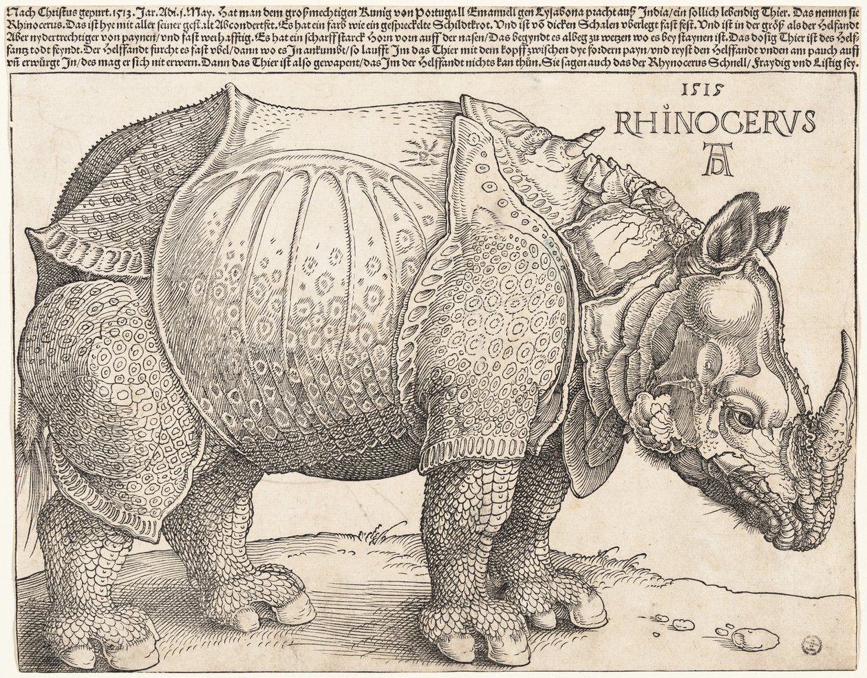 Sarvikuono tekijältä Albrecht Dürer