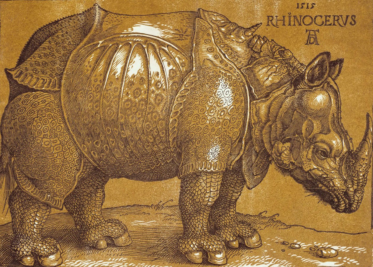 Sarvikuono, 1515. tekijältä Albrecht Dürer