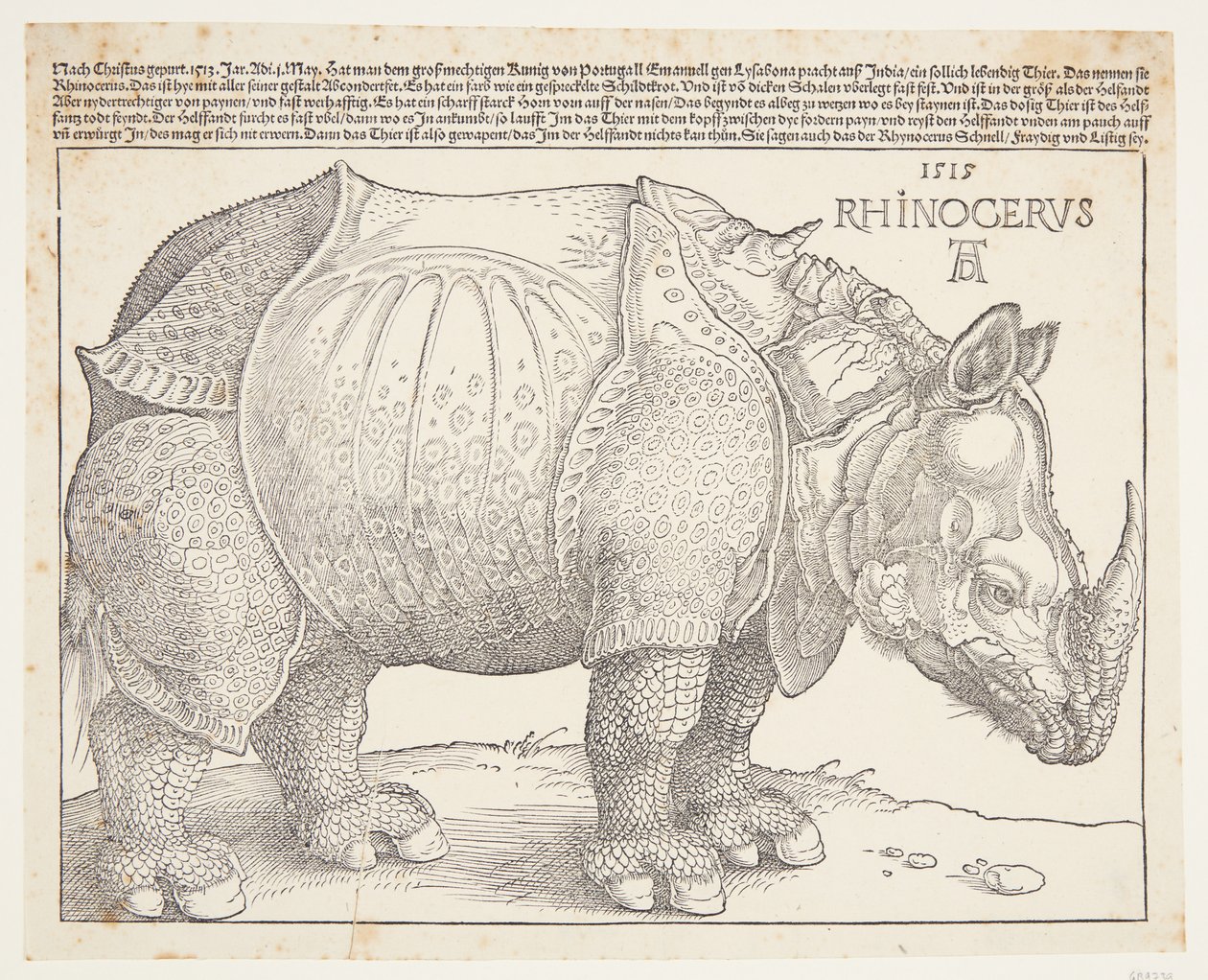 Sarvikuono tekijältä Albrecht Dürer