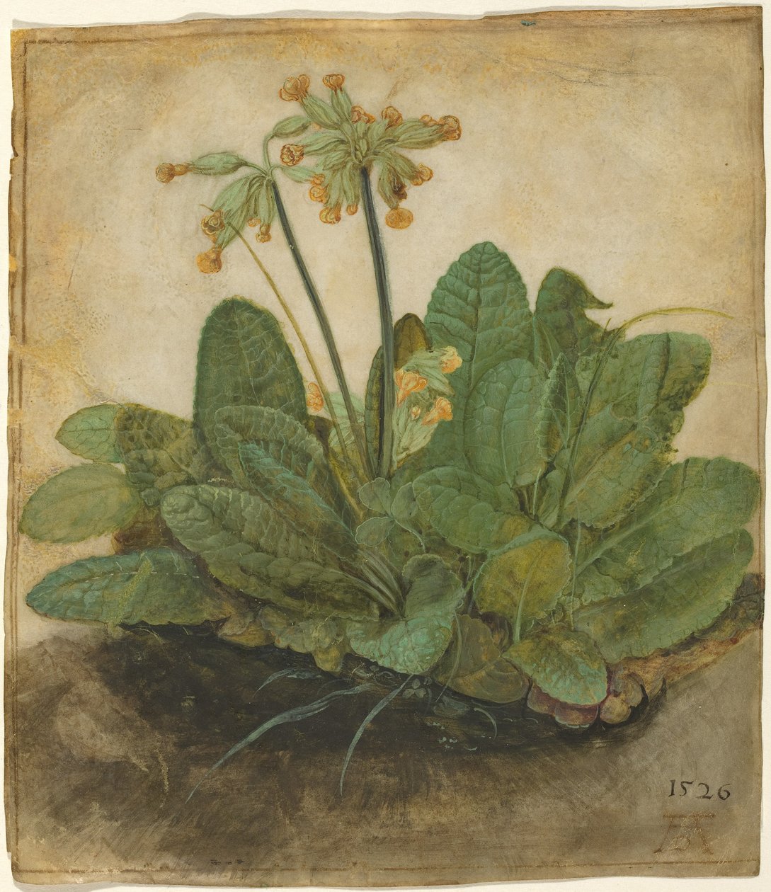 Cowslips tuft tekijältä Albrecht Dürer