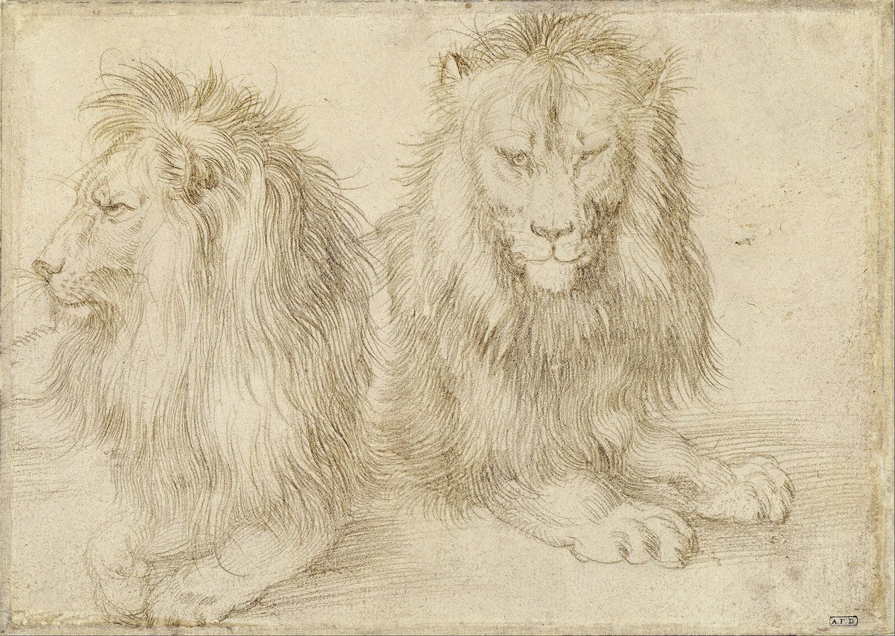Kaksi istuvaa leijonaa tekijältä Albrecht Dürer