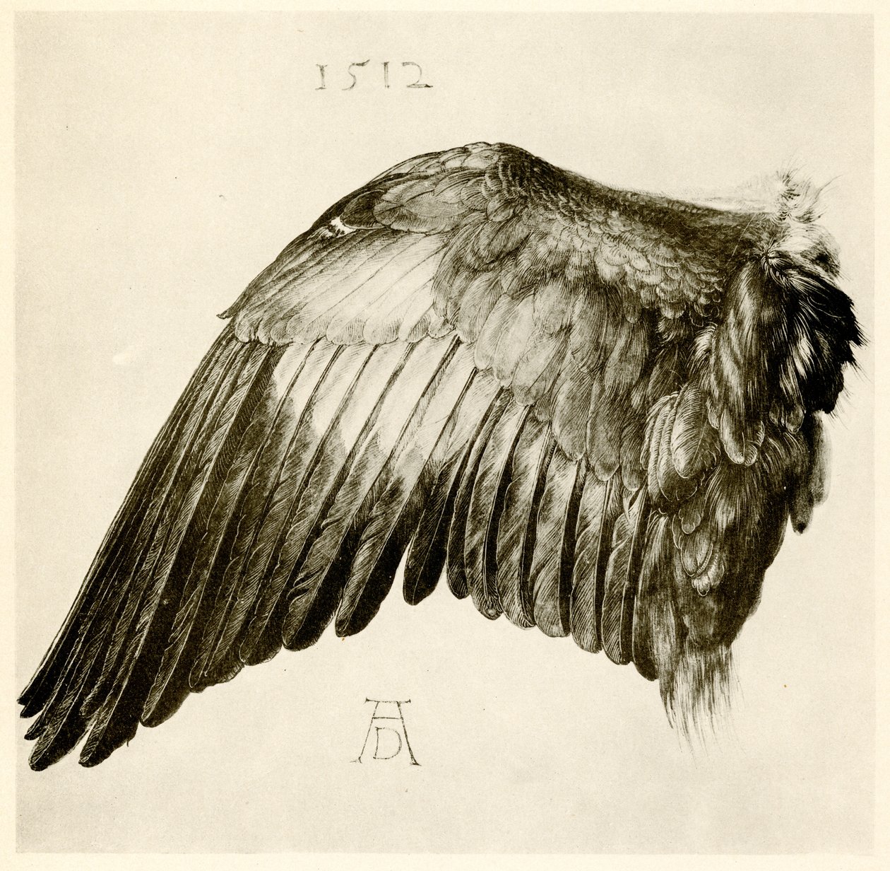 Sinisen rullan siipi tekijältä Albrecht Dürer