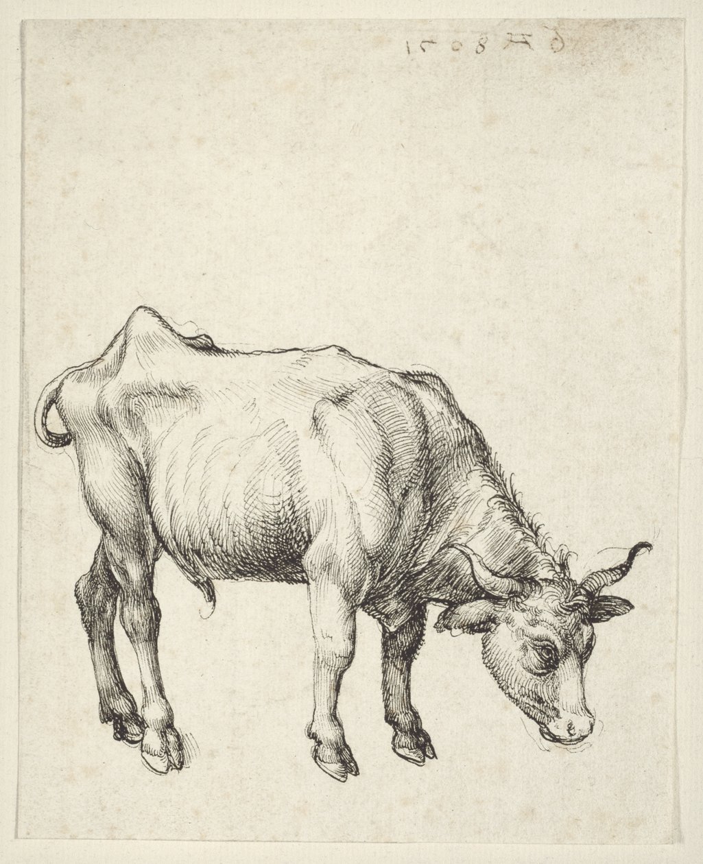 Nuori Bull tekijältä Albrecht Dürer