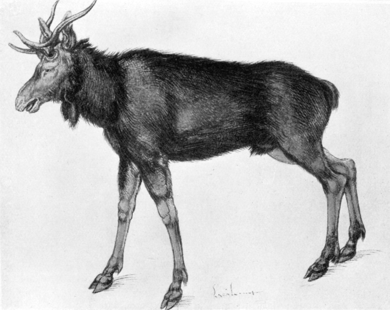Nuori skandinaavinen hirvi, jolla on kehittymättömät sarvet, 1400-luvun loppu - 1500-luvun alku 1913. tekijältä Albrecht Dürer