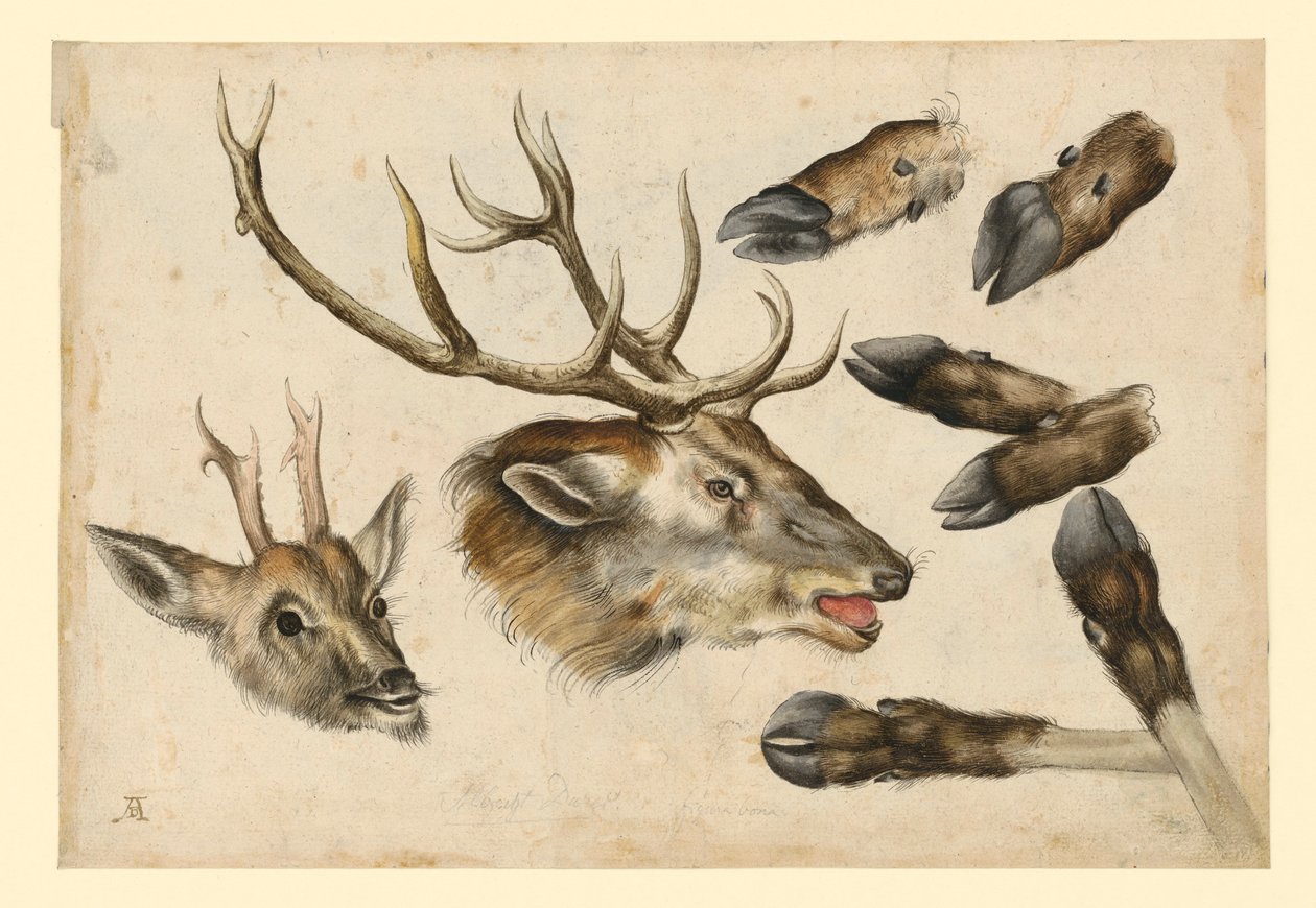 Kaksi hirvenpäätä, oikealle katsovia, ja 6 sarvea tekijältä Albrecht Dürer