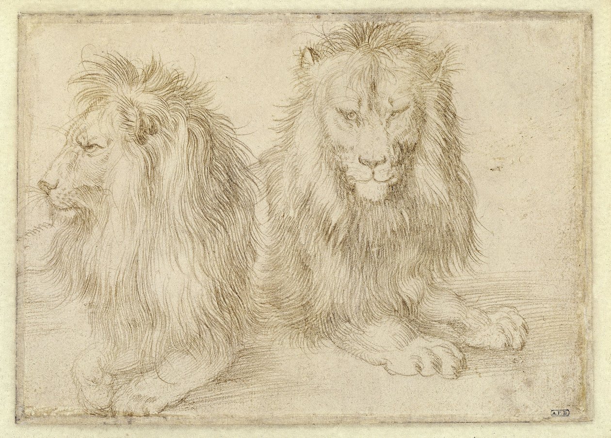 Kaksi makaavaa leijonaa tekijältä Albrecht Dürer