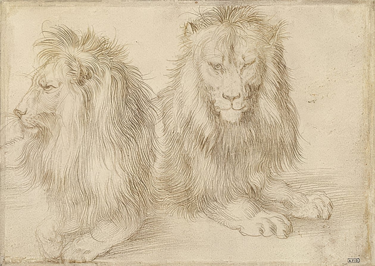 Kaksi makaavaa leijonaa. 1521 tekijältä Albrecht Dürer