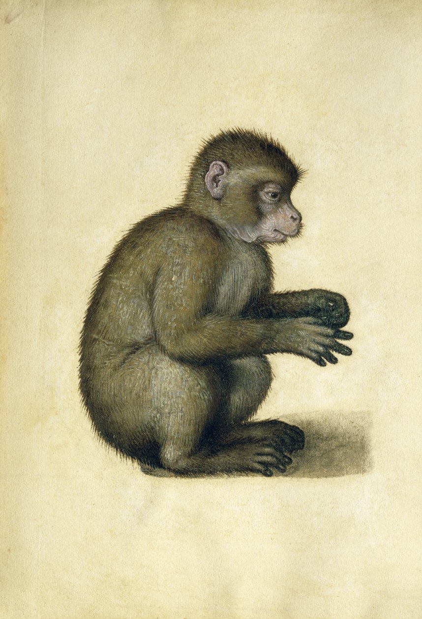 Apina (akvarelli ja guassi paperille) tekijältä Albrecht Dürer