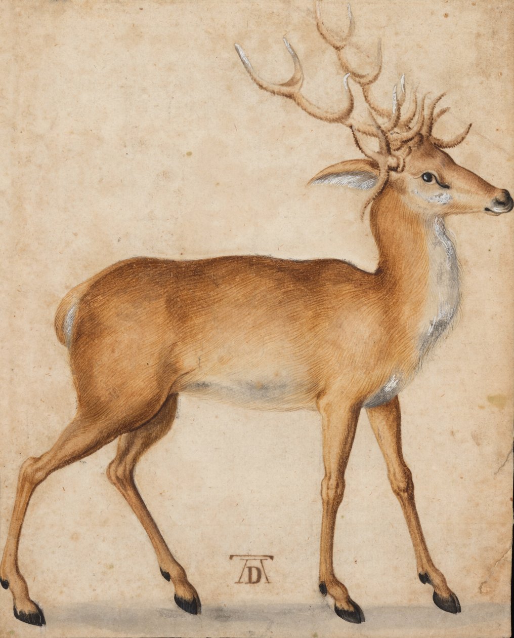 Stag tekijältä Albrecht Dürer