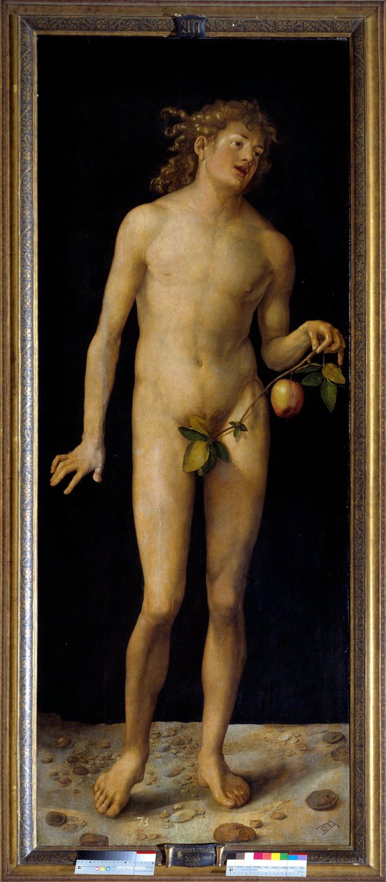 Albrecht Durerin (1471-1528) Adamin maalaus 1507 su. 2,09 x 0,80 m Madrid, Prado-museo - Adam. Albrecht Durerin (1471-1528) maalaus, öljy paneelille tekijältä Albrecht Dürer