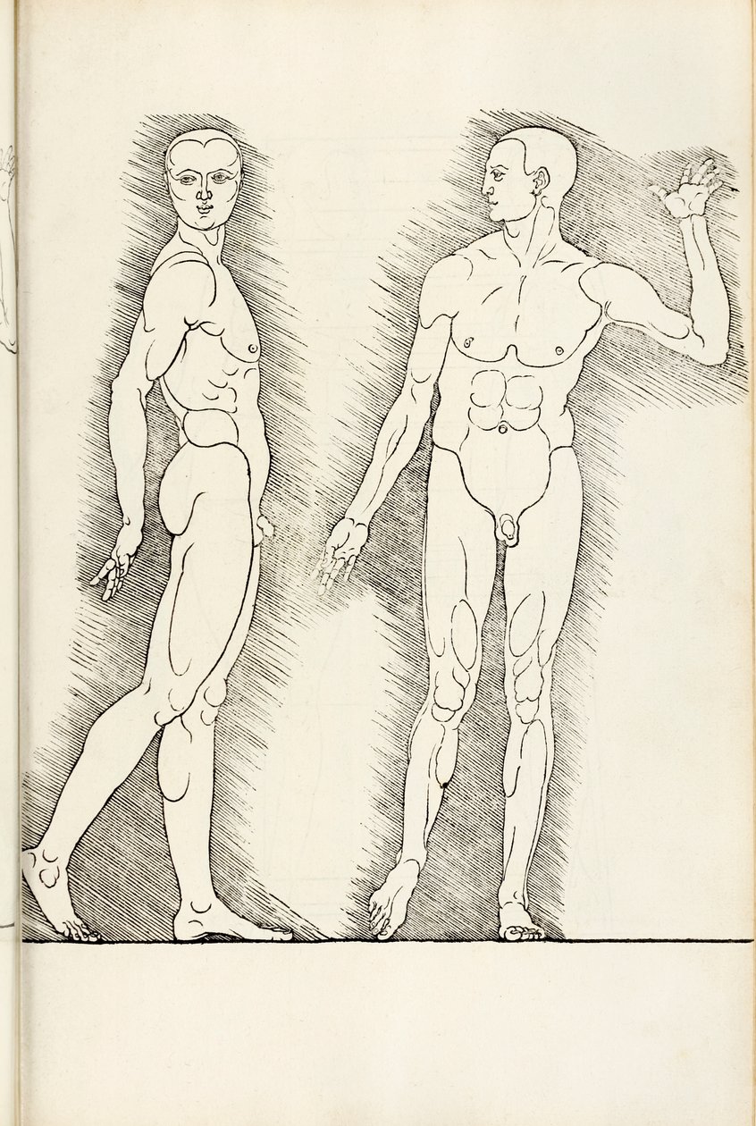 Anatominen puupiirros Hereinistä käsittää neljä inhimillisen mittakaavan kirjaa, vuodelta 1528 tekijältä Albrecht Dürer
