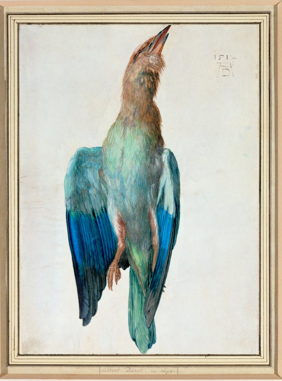 Sininen rulla tekijältä Albrecht Dürer or Duerer