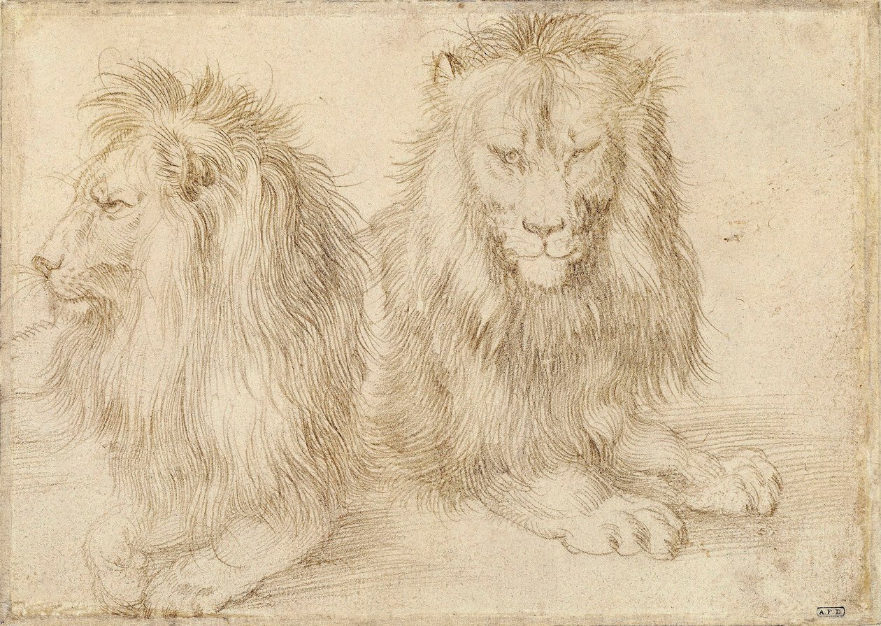 Kaksi istuvaa leijonaa - Albrecht Durerin (1471-1528) piirustus tekijältä Albrecht Dürer