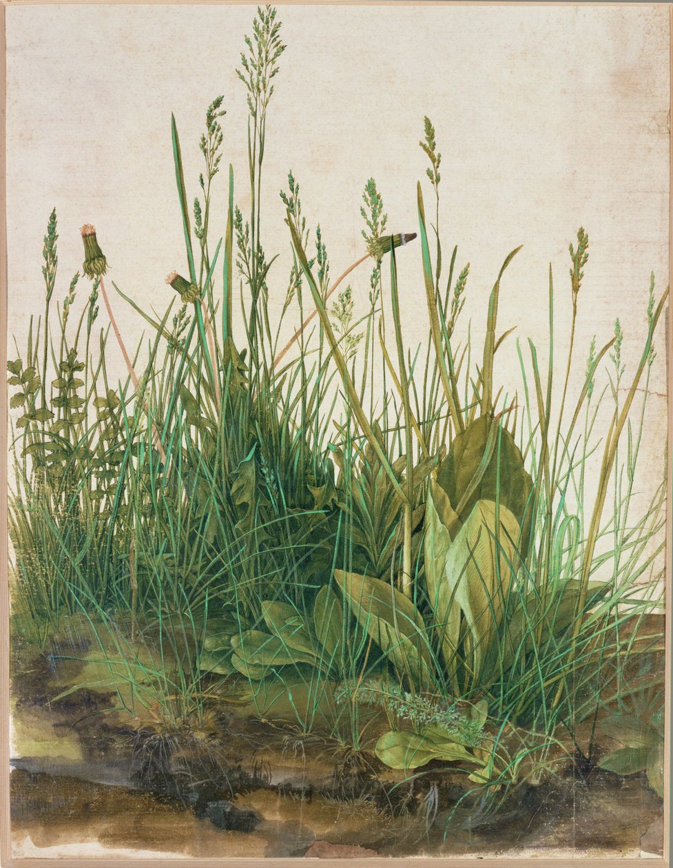 Suuri turpeen kerrostuma - Das grosse Rasenstueck tekijältä Albrecht Dürer or Duerer