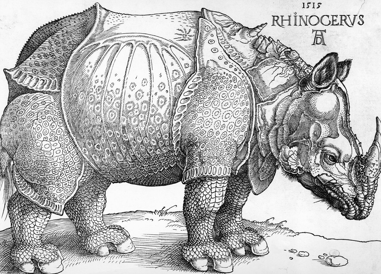 Sarvikuono tekijältä Albrecht Dürer