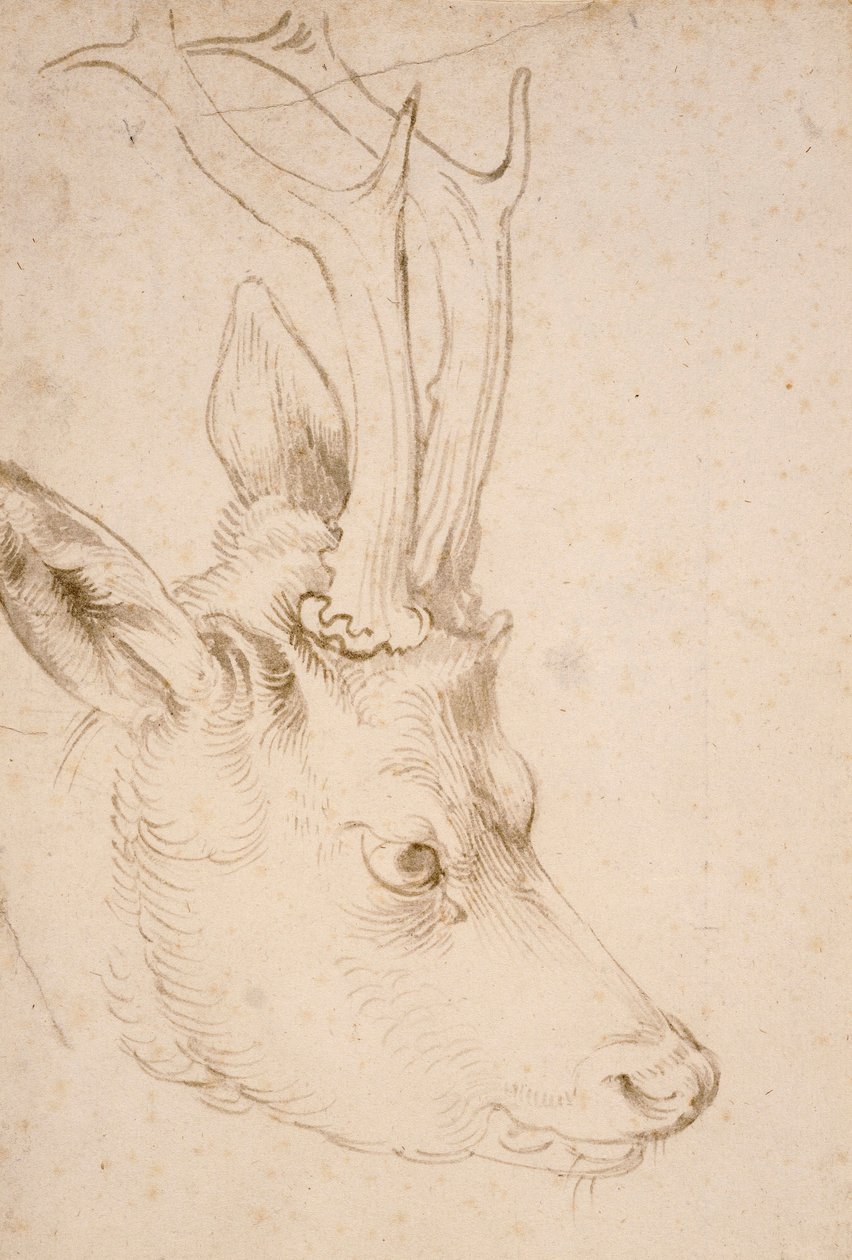 Tete de chevreuil uros - Dessin de Albrecht Durer (1471-1528), vers 1503 - Roebuckin pää - Kynä ja sivellin, harmaa ja ruskea muste paperille, kirjoittanut Albrecht Durer (1471-1528), n. 1503 - 22,8x15,3 cm - Nelson-Atkins Museum of Art, Kansas City, Misso tekijältä Albrecht Dürer