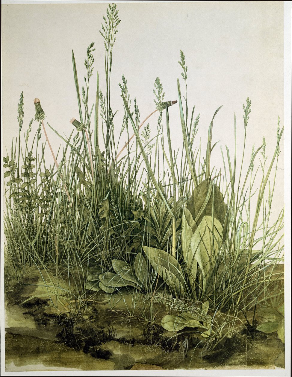 Suuri pala turvetta tekijältä Albrecht Dürer or Duerer