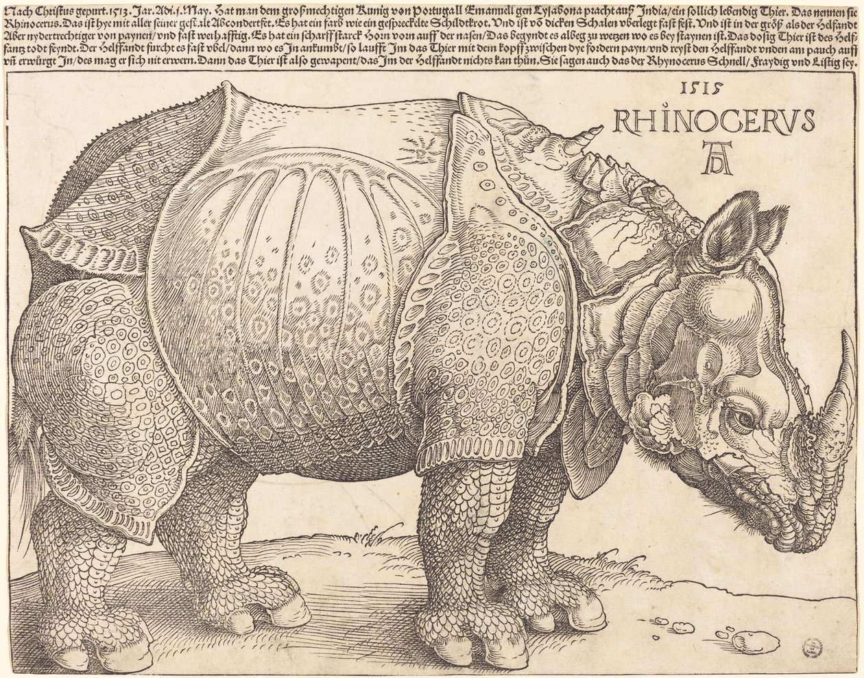Sarvikuono tekijältä Albrecht Dürer