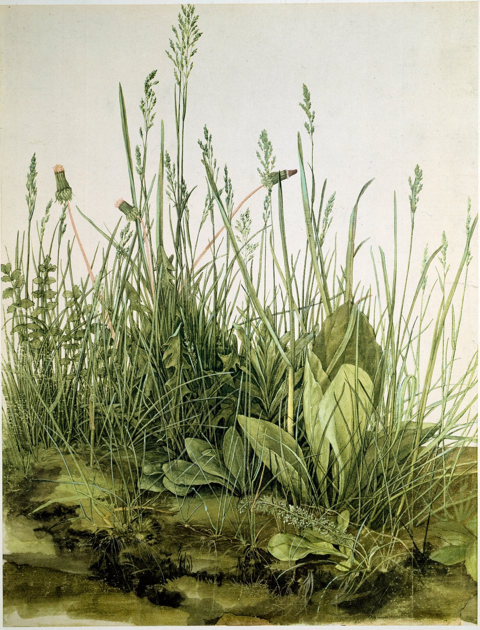 Lika luonnonvaraisilla yrteillä Albrecht Durerin (1471-1528) akvarelli 1503 Dim. 41x31,5 cm Grafiikka Sammlung Albertina tekijältä Albrecht Dürer