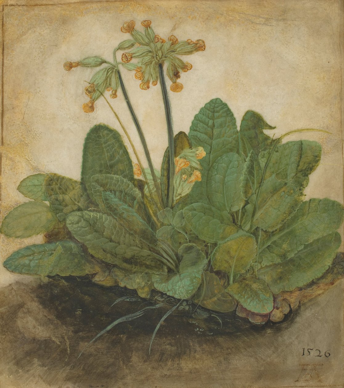 Lehmänryppy, 1526 tekijältä Albrecht Dürer