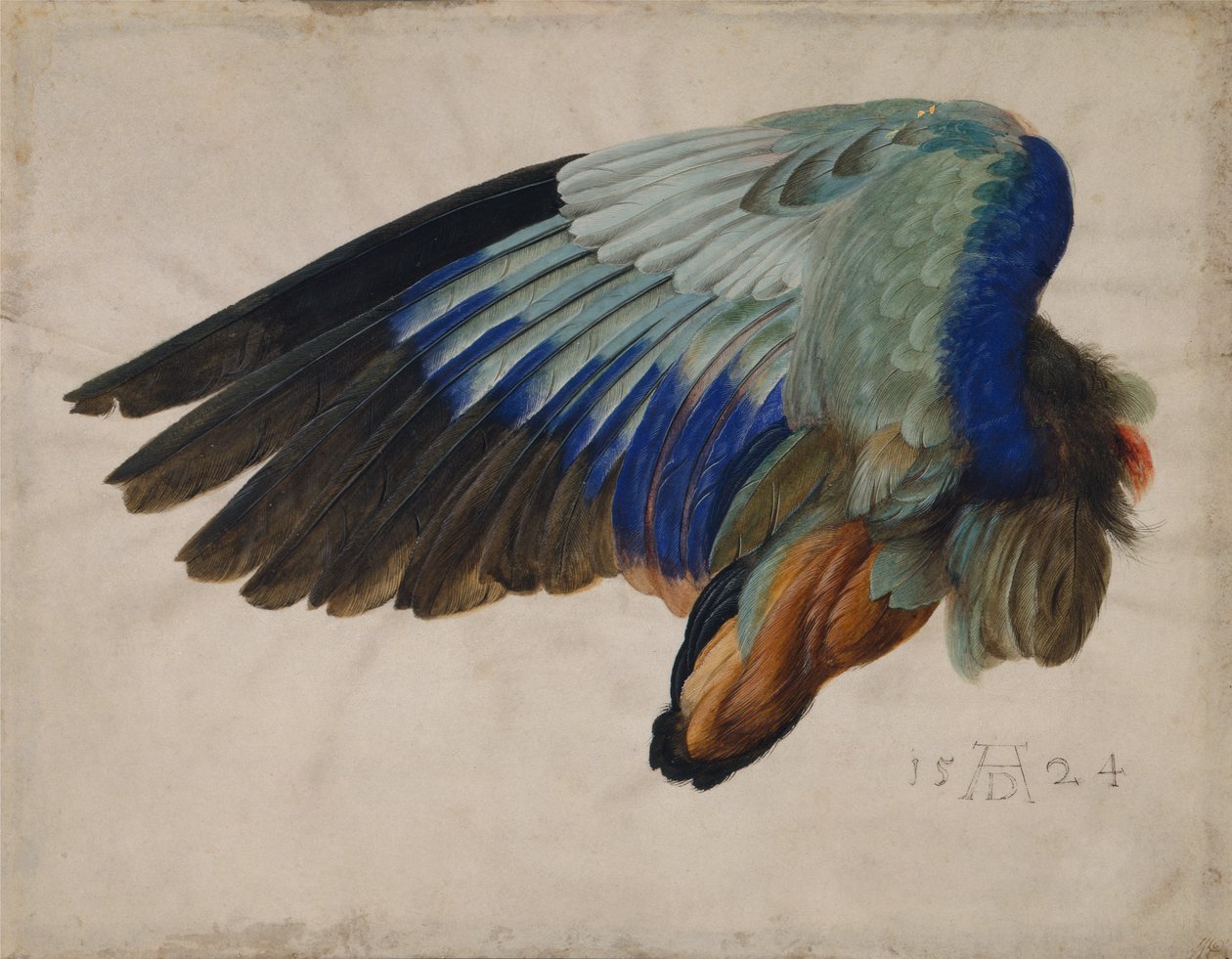 Eurooppalaisen rullan siipi tekijältä Albrecht Dürer