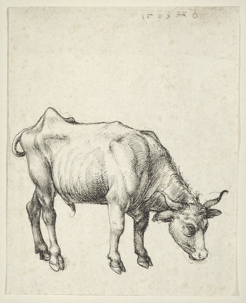 Nuori härkä, n. 1493 tekijältä Albrecht Dürer