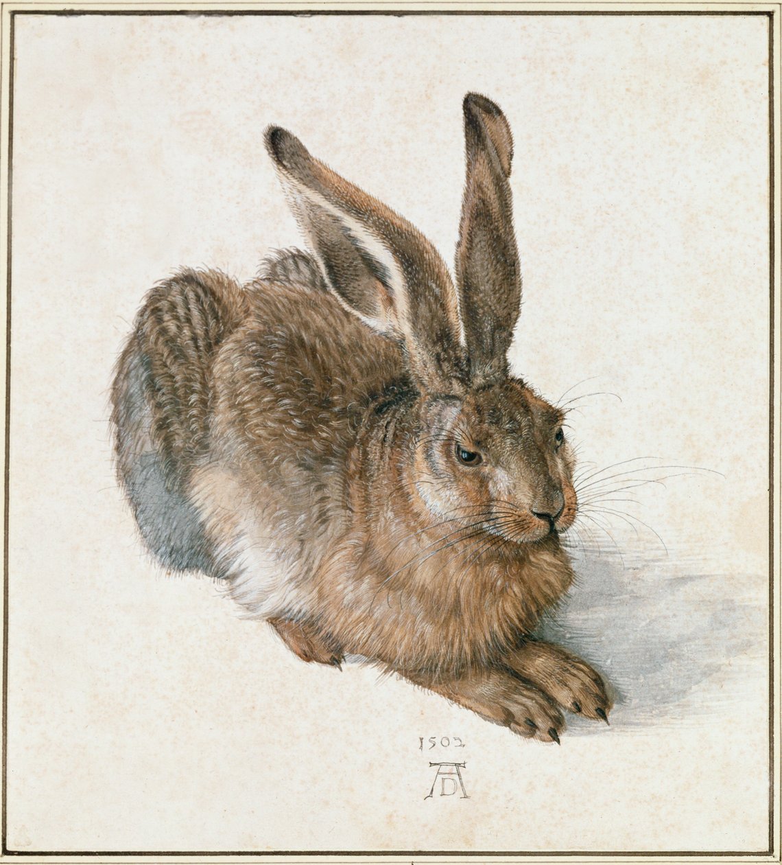 Nuori jänis tekijältä Albrecht Dürer or Duerer