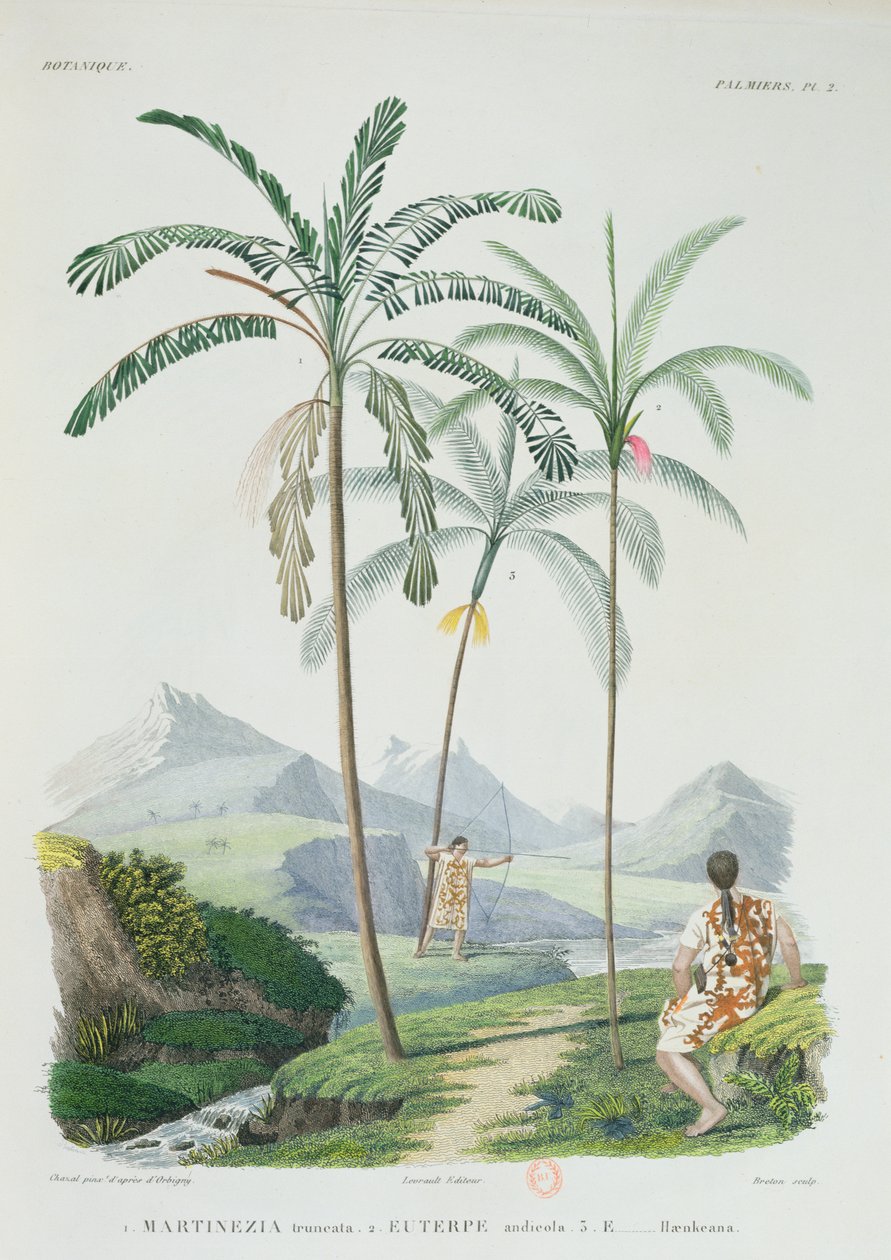 Palmuja Etelä-Amerikan vuoristoisessa osassa, taiteilijan Voyage dans lAmerique Meridionale -teoksesta, kaiverrus Breton, n. 1834-47 tekijältä Alcide DOrbigny