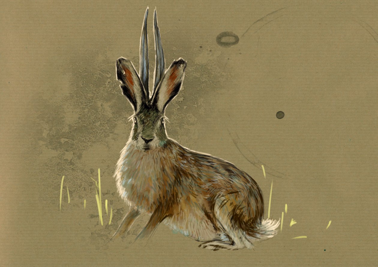Upeita hirviöitä ja olentoja, kryptozoologia: esitys Jackalopesta, legendaarisesta eläimestä mi lievre mi -antilooppi (myyttinen eläin jakkikani, jolla on antiloopin sarvet) - Alessandro Lonatin piirustus, 2012 tekijältä Alessandro Lonati