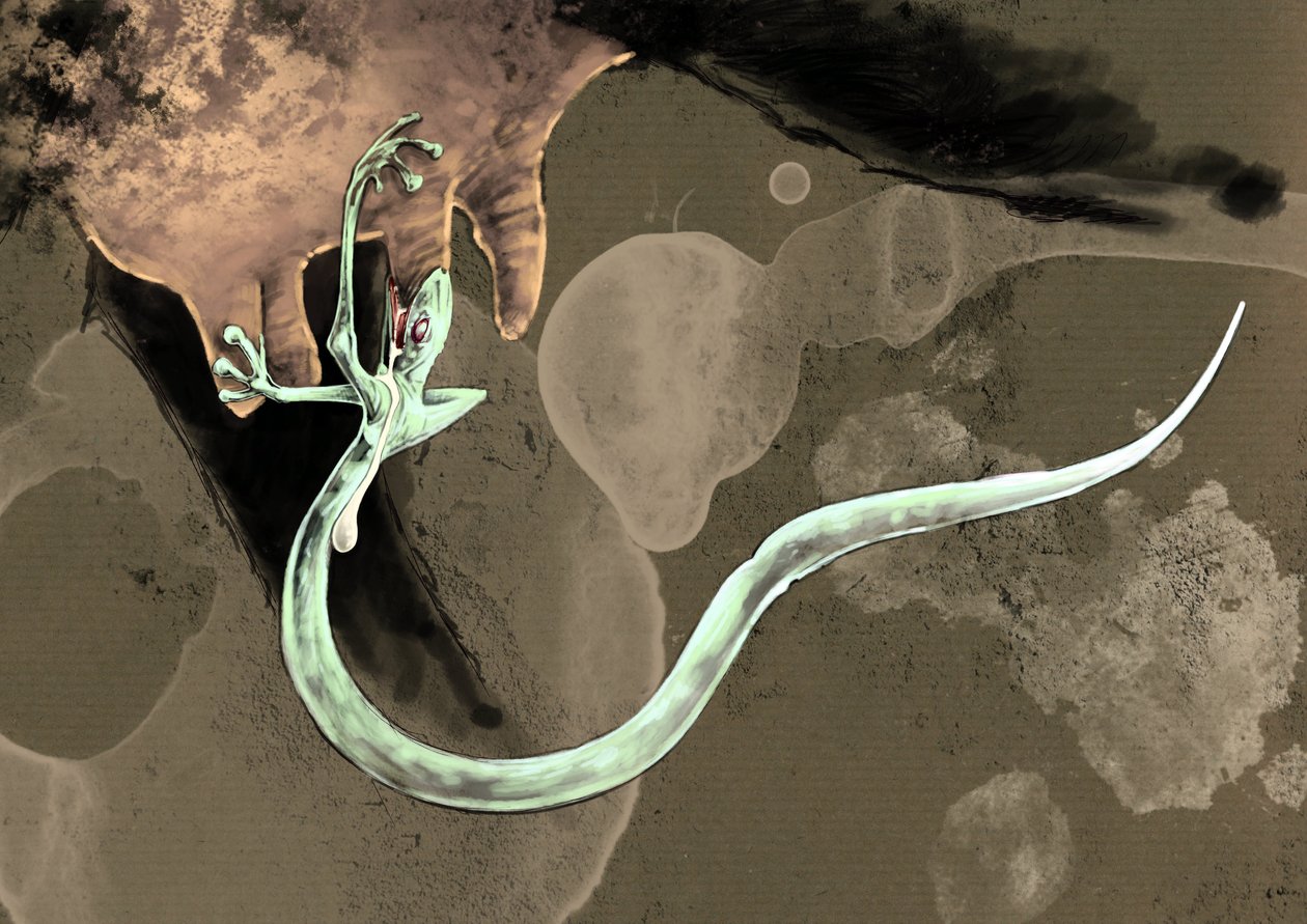 Upeita hirviöitä ja olentoja, kryptozoologia: esitys tatzel-matosta (tai matosta tassusta tai arassasta) Piirustus Alessandro Lonati, 2012 tekijältä Alessandro Lonati