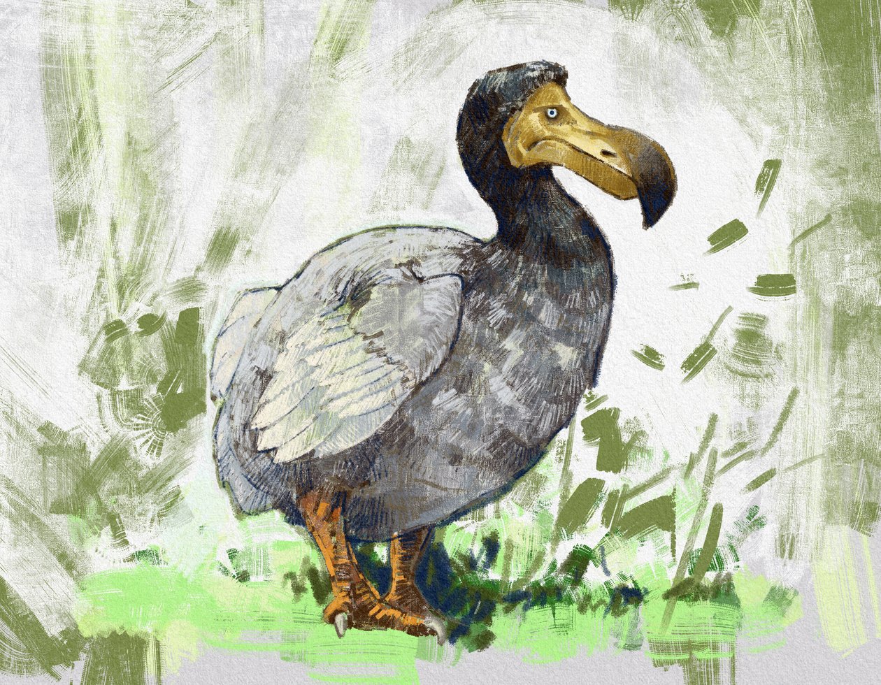 Esitys sukupuuttoon kuolevasta dodo-linnusta (kuva) tekijältä Alessandro Lonati