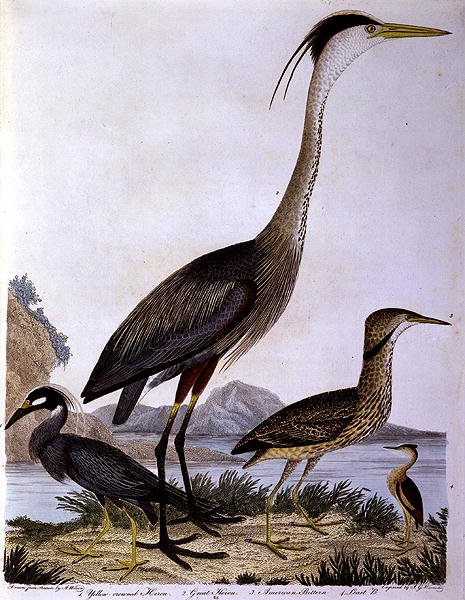 Herons, kaiverrus I. G. Marnicke (värillinen kaiverrus) tekijältä Alexander (after) Wilson