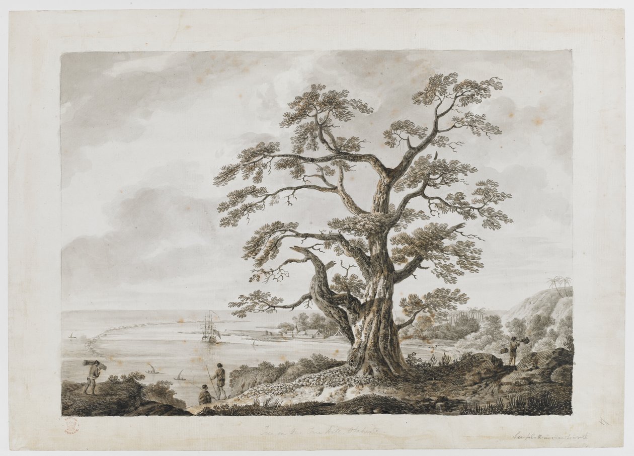 Lisätä. 15508, nro 4, Tree on the Tree Hill, Otaheite, piirustuksista intialaisella musteella, havainnollistaa kapteeni Cookin ensimmäistä matkaa tekijältä Alexander Buchan