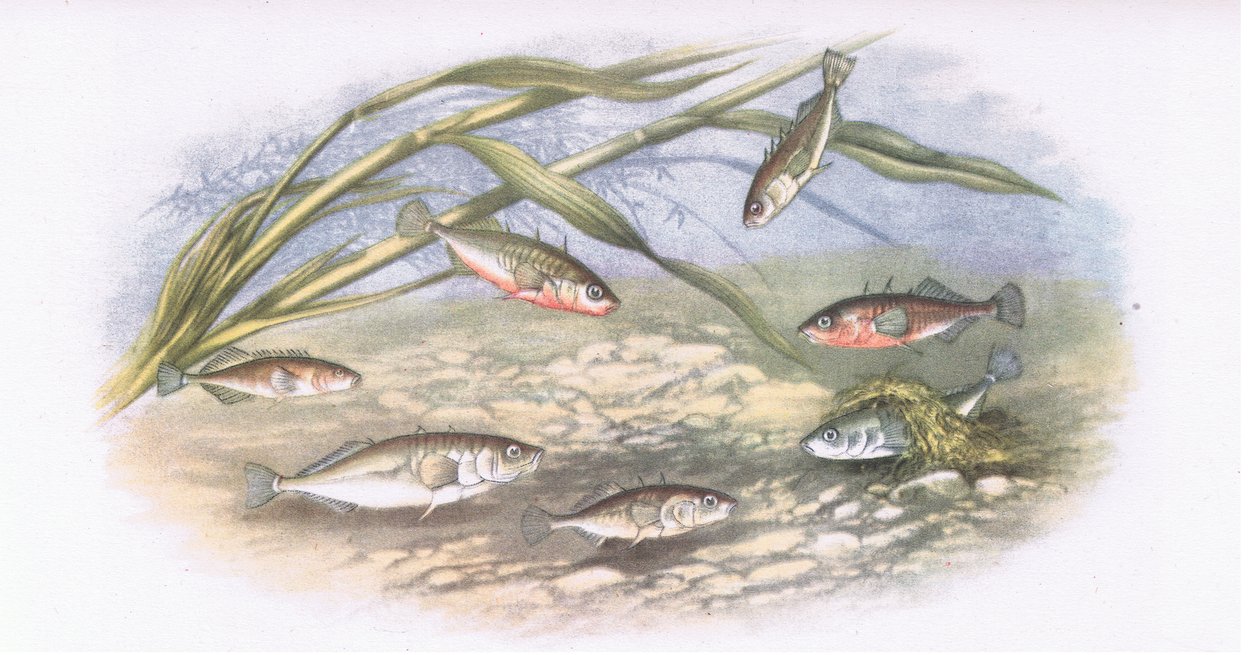 Sticklebacks, Nature in Britain julkaisija Collins, 1946 tekijältä Alexander Francis after Lydon