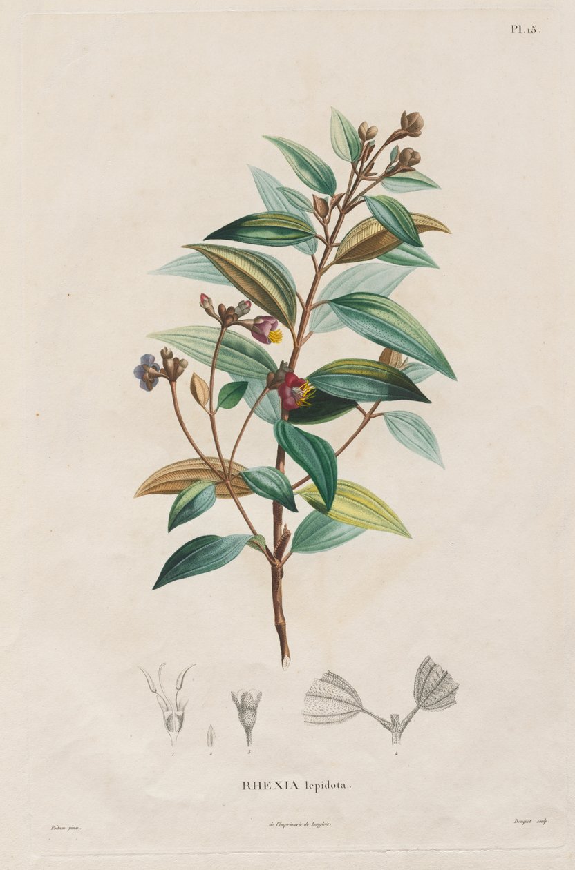 Matka uuden mantereen päiväntasausalueille, tehty vuosina 1709–1804: Monografia Melastomaceae:sta: nro 15 tekijältä Alexander, Freiherr von Humboldt