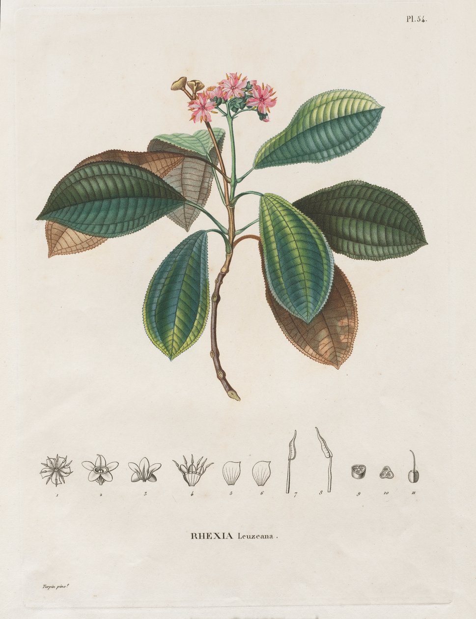 Matka uuden mantereen päiväntasausalueille, tehty vuosina 1709-1804: Monografia Melastomaceae: nro 54 tekijältä Alexander, Freiherr von Humboldt