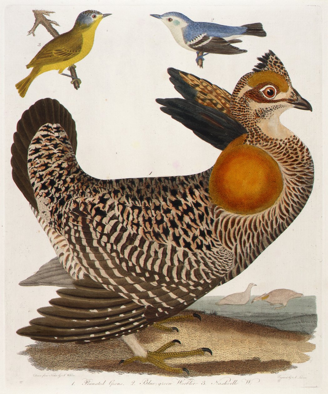 1. Pinnated Grous. 2. Sinivihervarpunen. 3. Nashville W., kirjasta American Ornithology. tekijältä Alexander Lawson