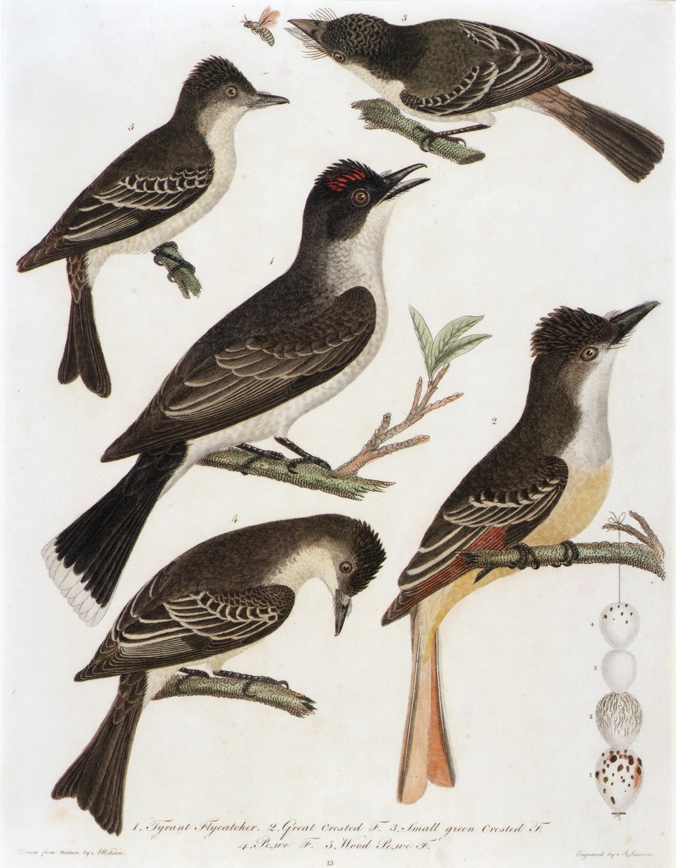 1. Tyrannintytönkorento. 2. Isohaarapääkerttu. 3. Pieni viherpeippo. 4. Pe-We F. 5. Wood Pe-We F. (kirjasta American Orinthology). tekijältä Alexander Lawson